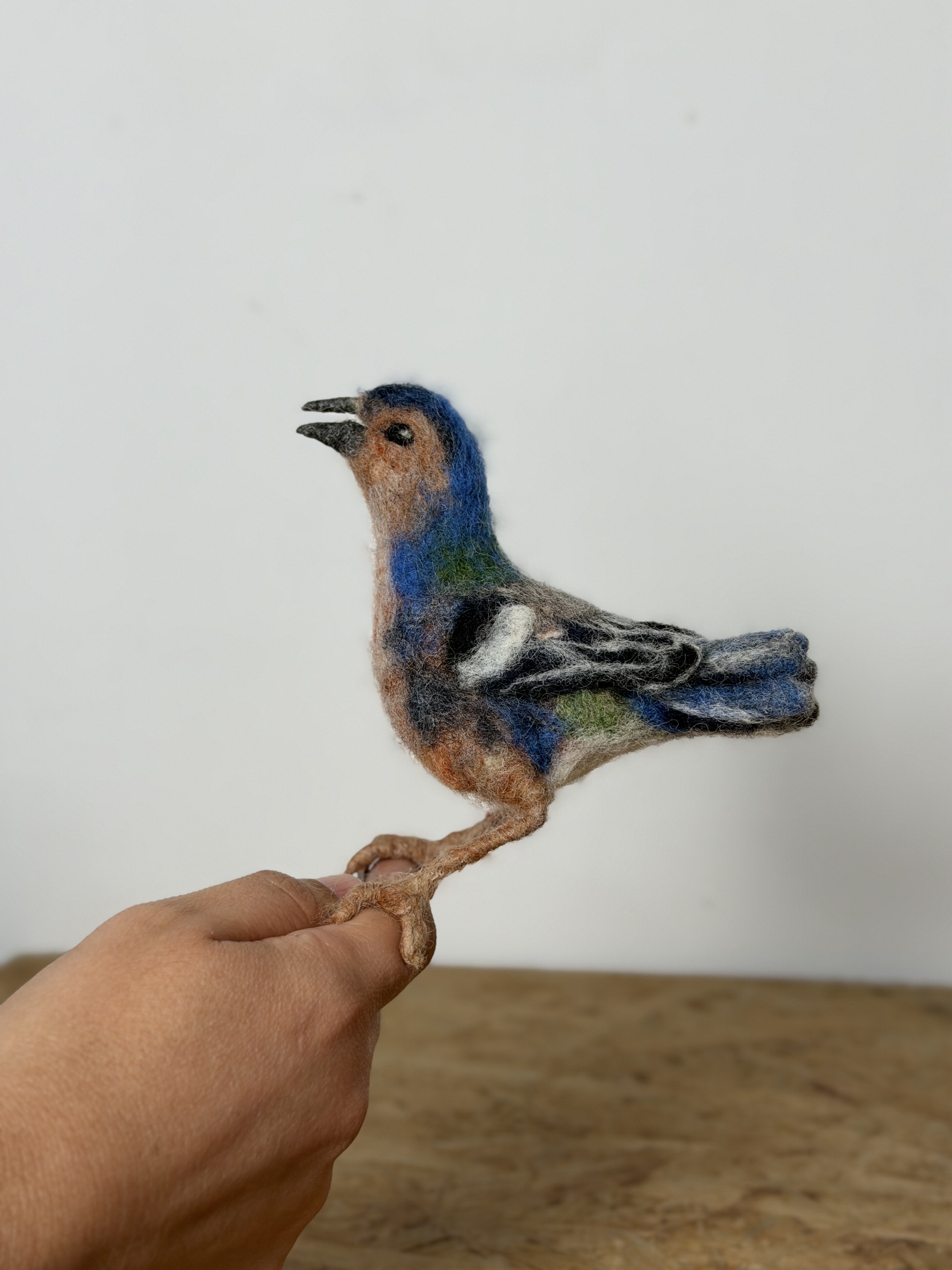 Tentilhão da Madeira